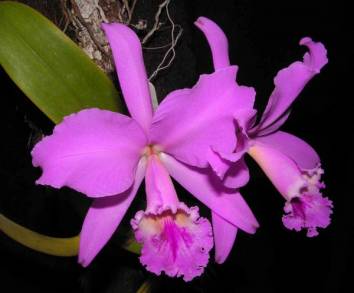 MUSEO DE HISTORIA NATURAL OFRECE TALLER SOBRE EL CUIDADO Y CULTIVO DE ORQUÃDEAS