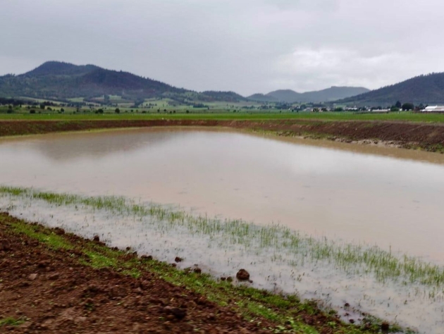 Tras labores de limpieza, renace laguna de Zinciro, en Erongarícuaro 
