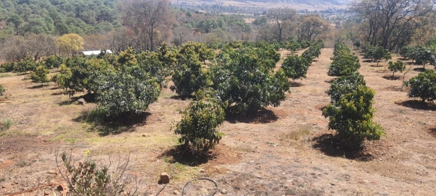 Cumplimenta FGE orden de cateo en predio relacionado en delitos contra el ambiente 