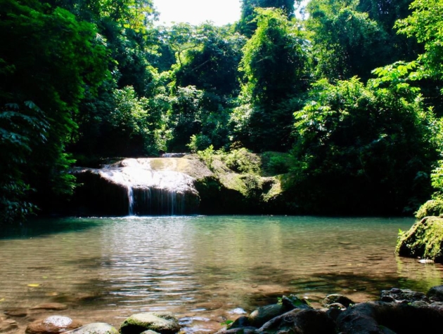 Michoacán protege más de 31 mil hectáreas de bosques tropicales secos 