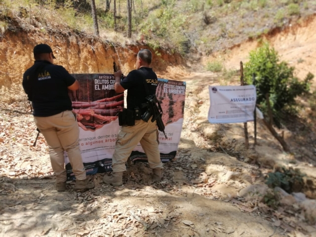 Tras cateo, asegura Fiscalía General predio relacionado en plantación ilegal de aguacate 