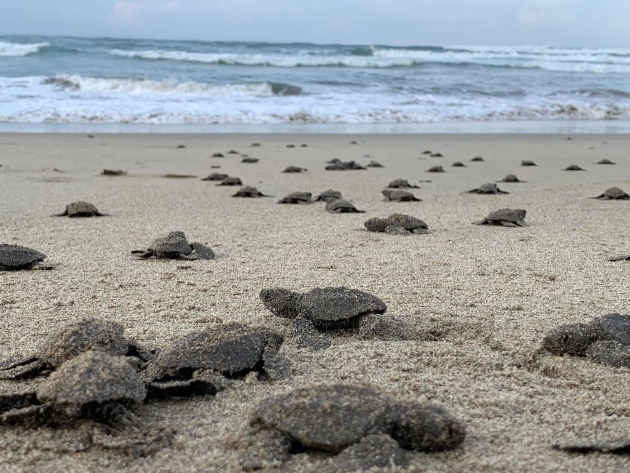 Nacen en playas michoacanas las primeras tortugas golfinas de la temporada 