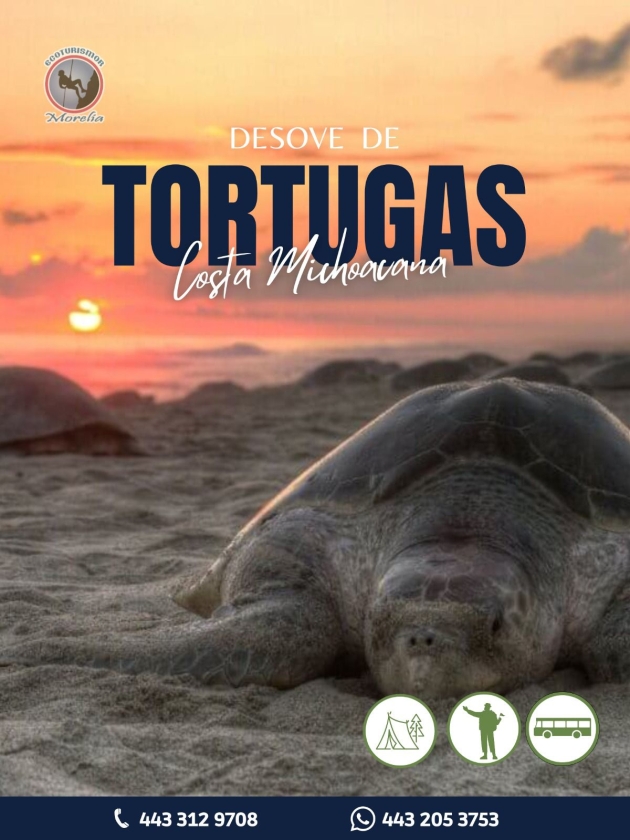 Tortugas, luciérnagas y leyendas te esperan este verano en Michoacán 