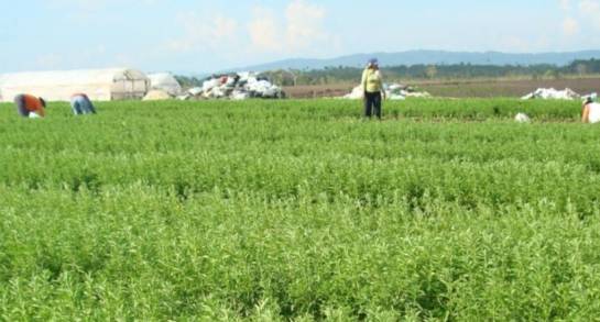 Michoacán es el 4Â° productor nacional de Stevia  en México