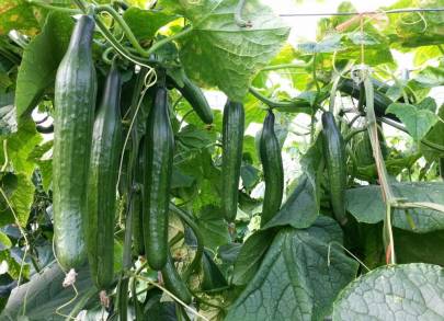 Michoacán es el 4Â° productor nacional de Pepino 