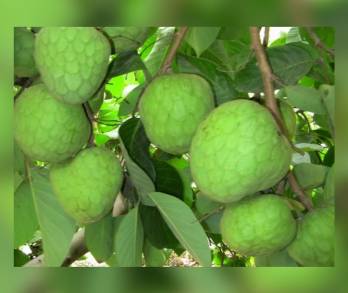 Michoacán Produce casi el 71 por ciento de la Chirimoya del país    