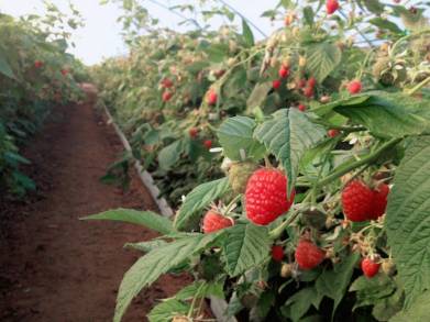 Michoacán, 3Â° en producción de frambuesa en el país    