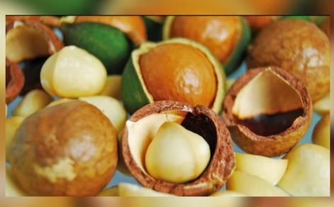Cuatro municipios dan a Michoacán el 4Â° lugar en producción de Nuez Macadamia 