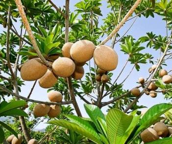Ocho municipios en Michoacán producen más de 820 toneladas de Mamey    