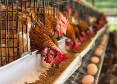 Produce Michoacán cerca de 19 mil toneladas de huevo   