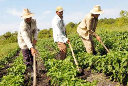 Con el programa Agricultura Sustentable se producen alimentos sanos logrando desarrollo, fertilidad y mejor nutrición.