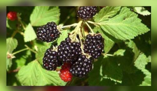 Establecen en Ziracuaretiro parcelas de Zarzamora con Agricultura Sustentable    