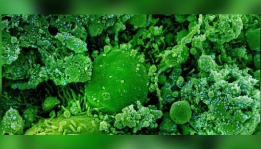 Francia identifica nueva variante de Covid-19 denominada IHU 
