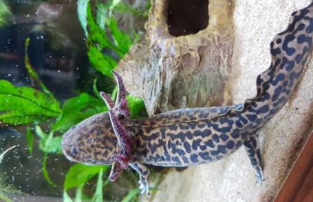 Michoacán  hogar para la conservación natural de especies endémicas de flora y fauna