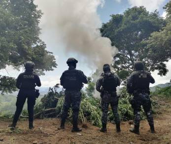 En operativo interinstitucional, se destruyeron 9 mil 600 plantas de marihuana en Tuzantla