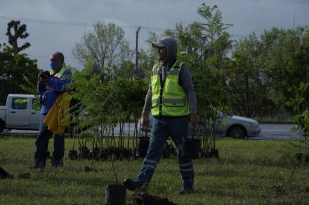 El Gobierno de Morelia prepara Programa de Reforestación 2021 