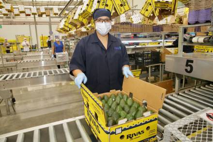 Manejo ambiental, determinante para el futuro de industria aguacatera michoacana 