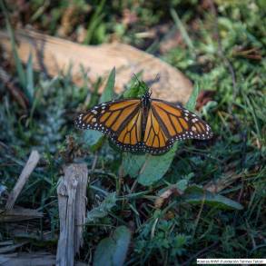 Aumenta 35% la presencia de mariposas Monarca en los bosques de hibernación de Michoacán y el Estado de México 