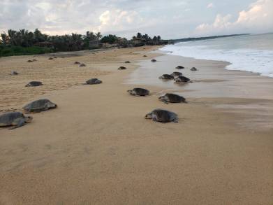 SEGUNDO ARRIBO MASIVO DE TORTUGA EN PUNTA IXTAL 