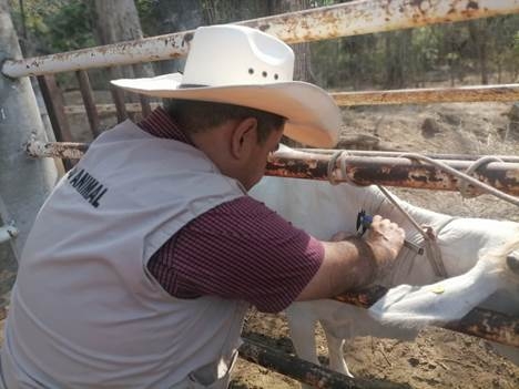Apoya SADER a Productores para Mejorar Condiciones Sanitarias de su Ganado 