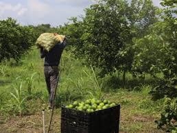 Se reanuda corte de limón en Apatzingán con 300 toneladas 