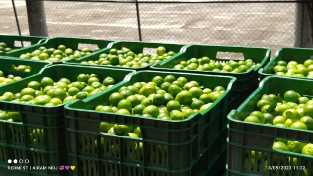 Sin contratiempos se realizó Tianguis Limonero de Apatzingán