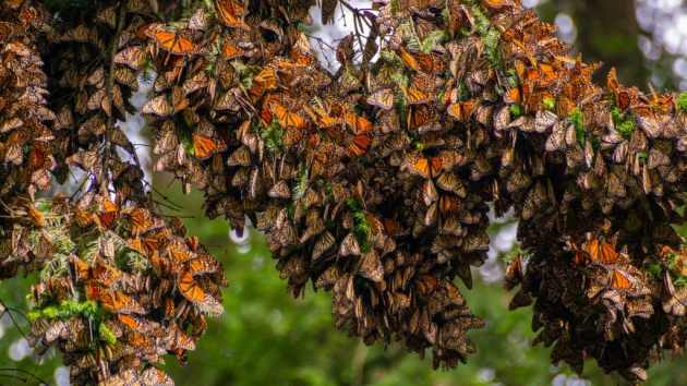 El Gobierno de Michoacán se sumará al Fondo Monarca para la conservación de la Biósfera 
