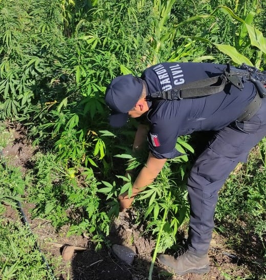 Guardia Civil y Ejército Mexicano localizan y destruyen 2 mil plantas de enervantes en Tuzantla