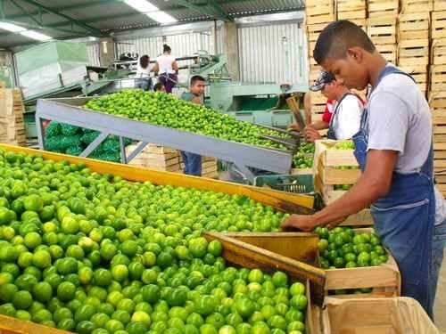 Sanidad vegetal, fundamental para control de plagas en cultivos de cítricos 