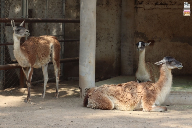 Guanacos y león africano del Zoo de Morelia continúan en observación 