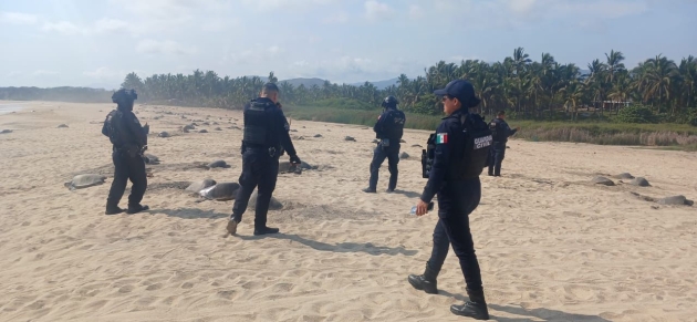 Guardia Civil protege arribo de tortugas marinas en Aquila 