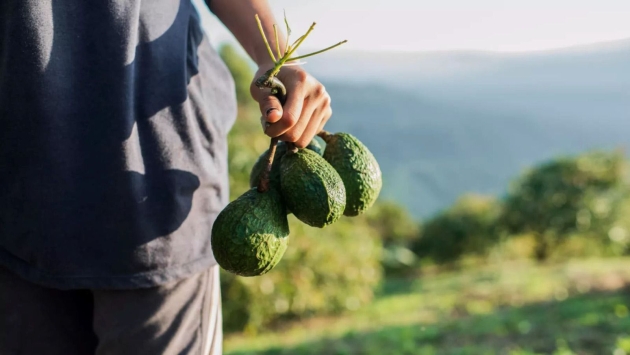 Certificación de aguacate, necesaria para distinguir a productores responsables: Secma 