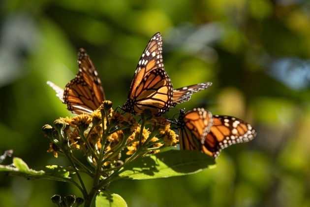 Llegan las Mariposas Monarca a los Bosques Oyamel  en Michoacán 