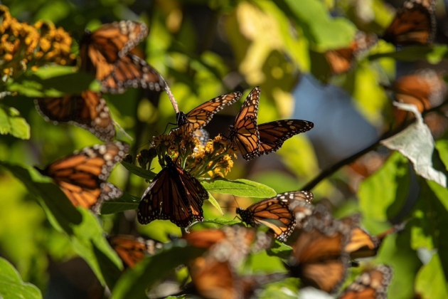 Guardián Forestal vigila permanentemente la Reserva de la Biósfera de la Mariposa Monarca: ARB