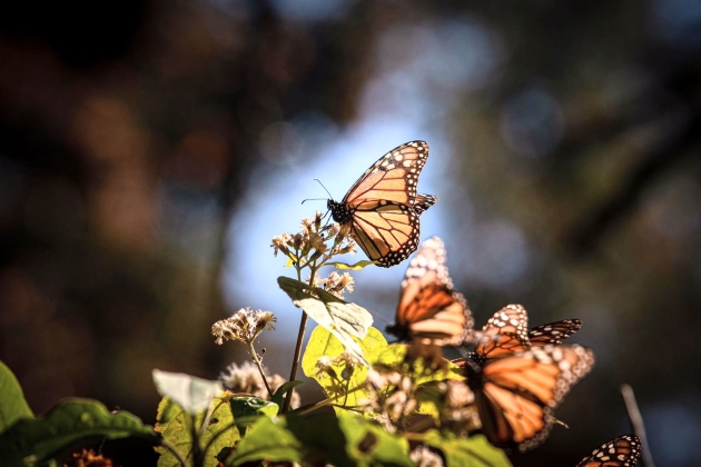 Guardián Forestal vigila permanentemente la Reserva de la Biósfera de la Mariposa Monarca: ARB 