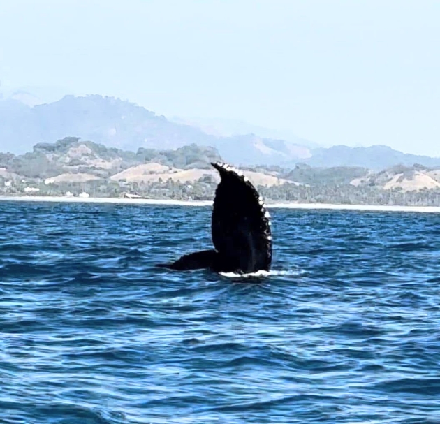 Ballenas del Pacífico cautivan durante su paso por las playas michoacanas 