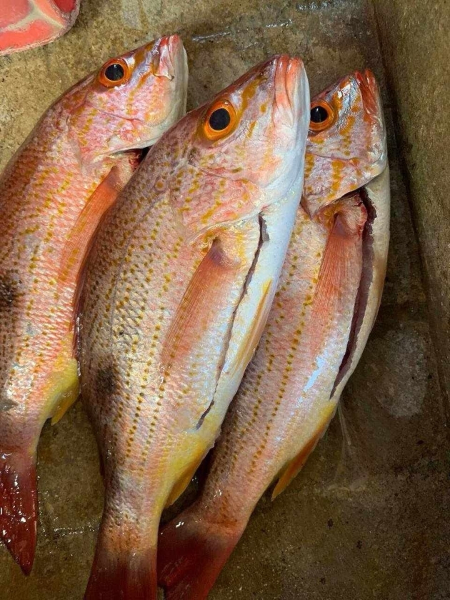 Cuaresma 2025: compra a bajo costo pescado fresco directo de productores michoacanos 