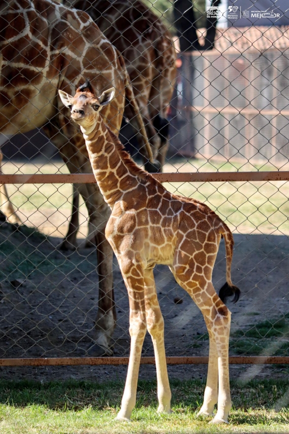 Conoce la tierna cría de jirafa que nació en el Zoológico de Morelia 