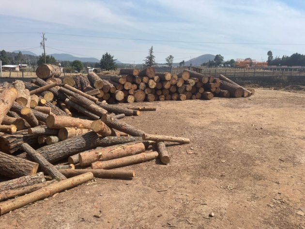 Realiza FGE cateo en predio de Irimbo, por su posible relación en el delito de tala 