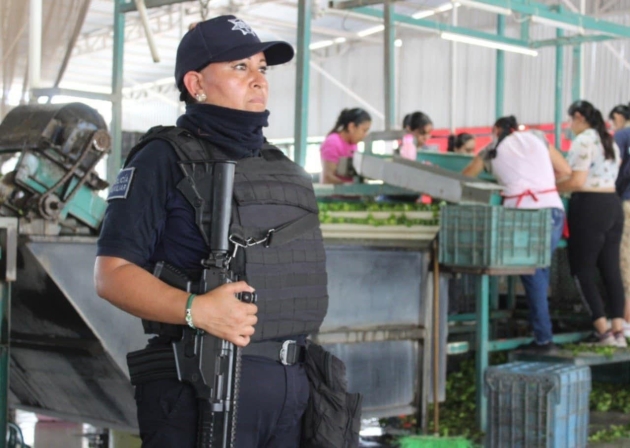 Garantizado el abasto de limón michoacano a todo el país: Torres Piña 