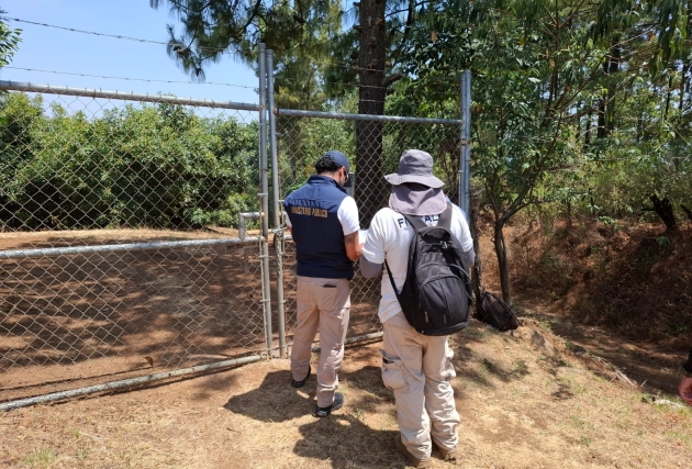 En Acuitzio, cumplimenta FGE orden de cateo en predio relacionado en cultivo ilegal de aguacate 