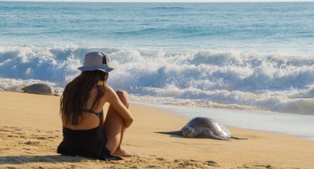 La Costa de Michoacán, casa de las Tortugas Marinas 