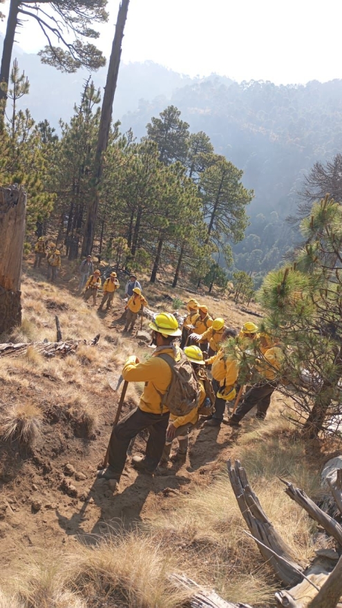 Sin incendios activos en Michoacán; brigadistas logran control de siniestros: Cofom 