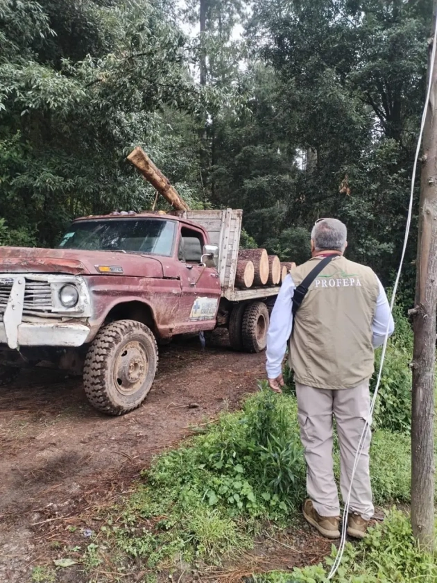 Detenidos en Senguio 10 hombres con rollos de madera ilegal: SSP 