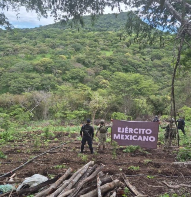 Aseguradas y destruidas  7 toneladas de marihuana en Turicato: SSP 