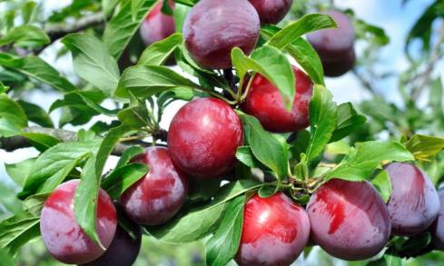 Produce Michoacán más de 13 mil toneladas de Ciruela o Endrina 
