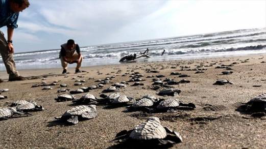 Campamentos Tortugueros de Michoacán : Preservación de Especies y Potencial Turístico