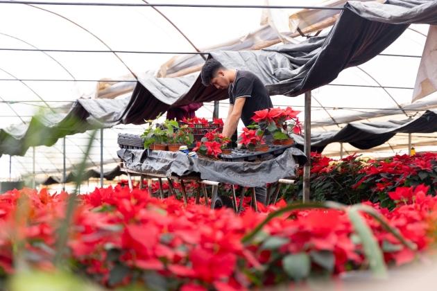 Zitácuaro pinta de Navidad cada rincón de México con la flor de Nochebuena 