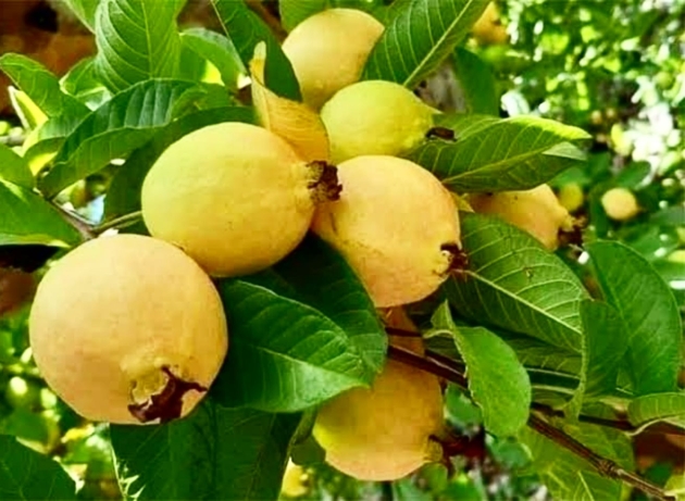 Avanza integración de plan para certificación de la guayaba: Sader