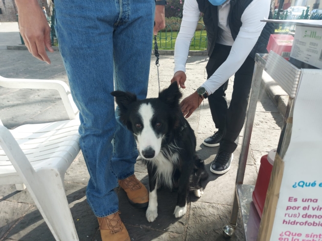 Aún puedes vacunar a tus mascotas contra la rabia, en Morelia 